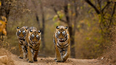 ranthambore national park