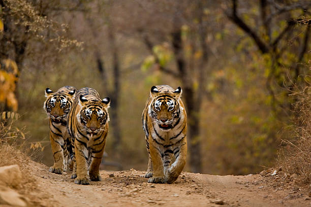 ranthambore national park